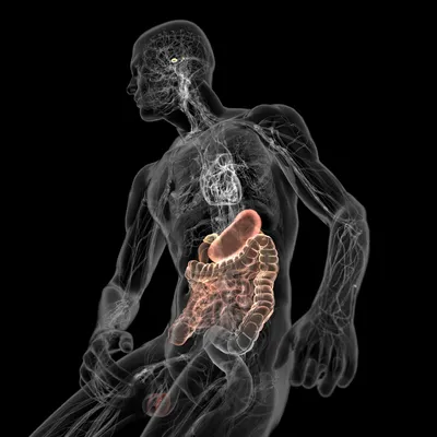 кишечник векторная иллюстрация штока изолированные PNG , кишечник, Человек,  органы PNG картинки и пнг рисунок для бесплатной загрузки