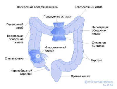 Малый кишечник стоковое фото ©sciencepics 67617443