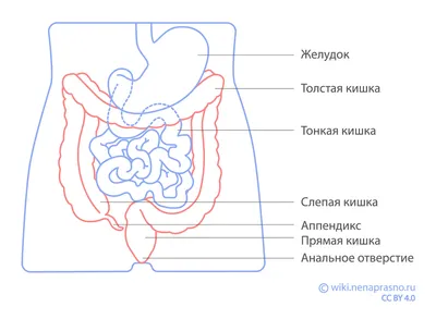 BROSHKA | Пин гастроэнтерологу Толстый Кишечник золотистый BRGV113544 Цена