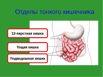 желудок и кишечник. современное изображение органов пищеварительной системы  для пищеварения Иллюстрация вектора - иллюстрации насчитывающей цвет,  изображение: 244250240