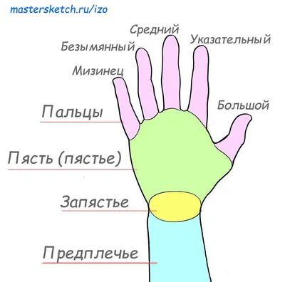 Кисти рук в деталях: увлекательные изображения в формате JPG