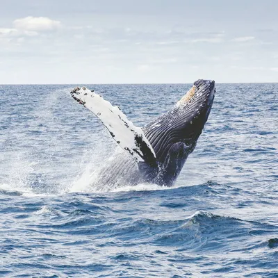 Синий кит выпрыгнул из воды перед парой туристов у берегов Антарктиды:  невероятный снимок