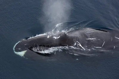 Идентифицирован самый тяжелый кит в истории Земли: Наука: Наука и техника:  Lenta.ru