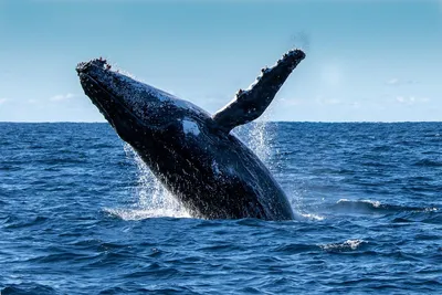 В Испании сняли на видео огромного кита со сколиозом — Сноб