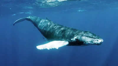 Флю, гибридный кит • Ольга Филатова • Научная картинка дня на «Элементах» •  Зоология