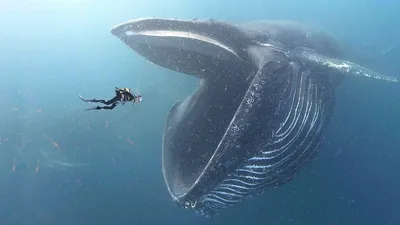 Проглоченный китом дайвер из США смог выжить - Российская газета