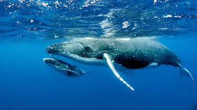 серый кит в океане с открытым ртом, страшные картинки китов фон картинки и  Фото для бесплатной загрузки