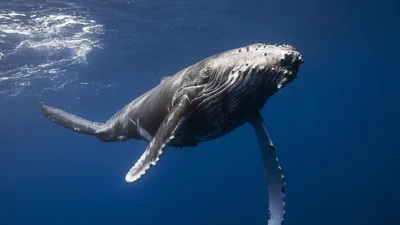 История глухого кита 52 герца или самый одинокий кит