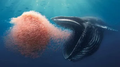 черно-синий кит. стоковое фото. изображение насчитывающей гигантско -  268927394