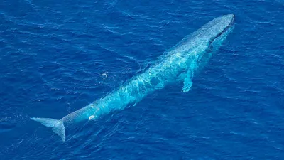 Ученые впервые смогли поговорить с китом | РБК Украина