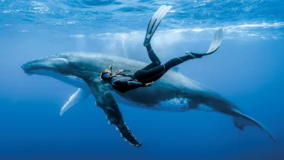 Фотообои Синий кит плывёт по чёрно-белому космосу артикул Ch-706 купить в  Екатеринбурге | интернет-магазин ArtFresco