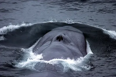Мужчину проглотил кит, но он выжил - фото | РБК Украина