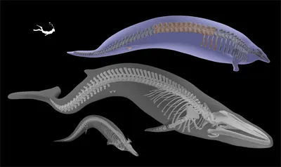 Как живёт синий кит: несколько особенностей из жизни крупнейшего усатого  кита | Пикабу