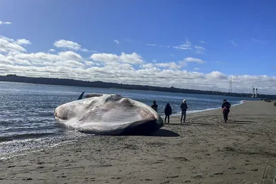 Голубой кит - 68 фото