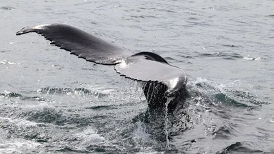 Фотография Синий кит №281608 - «Зимняя сказка» (22.01.2022 - 12:49)