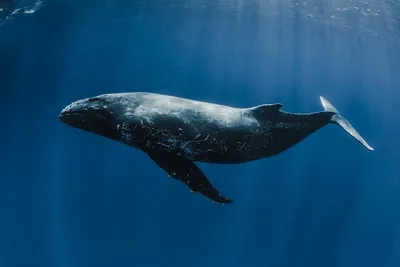 Колоссальный кит из Перу оспорил у синего кита титул самого тяжелого  животного в истории. Он весил около 180 тонн