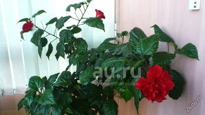 Гибискус микс / Китайская роза в Москве по доступным ценам. Заказать.