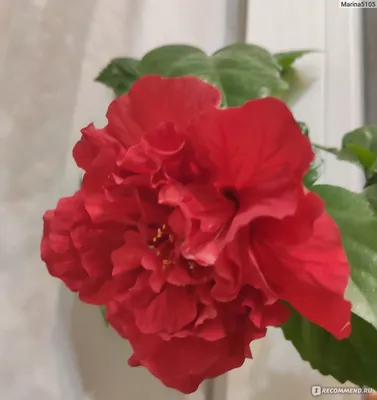 Китайская роза (красная махровая) гибискус — купить в Красноярске.  Горшечные растения и комнатные цветы на интернет-аукционе Au.ru