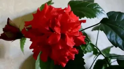 Китайская роза или Гибискус - как ни называй, а уход одинаковый!  Качественный ход за гибискусом | Домадил - DomaDeaL.Ru Рецепты, комнатные  растения, советы | Дзен