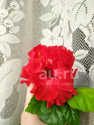 Редька - Гибискус Китайская роза махровая - нежный розовый цвет