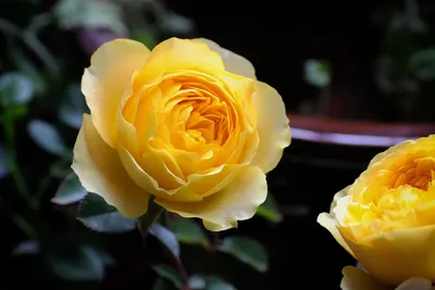 Гибискус махровый - китайская роза (ID#106438334), цена: 65 ₴, купить на  Prom.ua