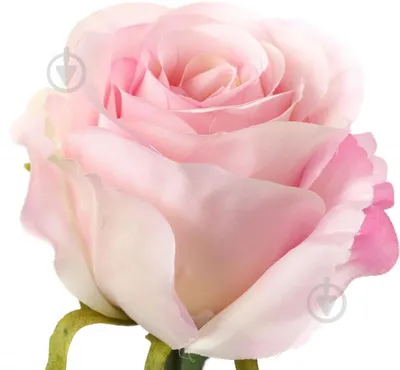 Китайская Роза Ассоциация Весенний - Бесплатное фото на Pixabay - Pixabay