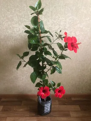 Гибискус (китайская роза) цвет персиковый: 100 грн. - Комнатные растения  Одесса на Olx