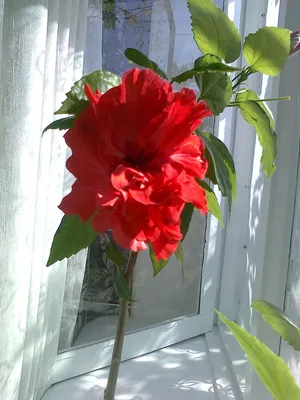 ᐉ Растение искусственное Китайская роза 27675HN • Купить в Киеве, Украине •  Лучшая цена в Эпицентр К