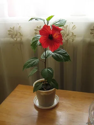 Гибискус, китайская роза, растет как дерево: 250 грн. - Комнатные растения  Одесса на Olx