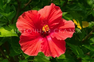 Hibiscus Rosa-sinensis Красный Цветок, Известный Как Китайский Гибискус, Китайская  Роза, Гавайский Гибискус, Shoeblackplant. Текстура, Рамка. Фотография,  картинки, изображения и сток-фотография без роялти. Image 71331055