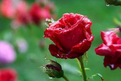 Китайская роза - Гибискус, описание и характеристики