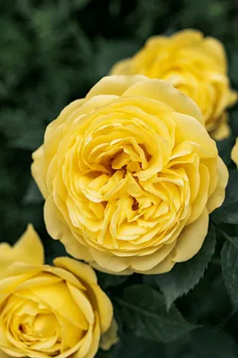 Цветы Желтого Гибискуса (китайская Роза) Фотография, картинки, изображения  и сток-фотография без роялти. Image 69689034