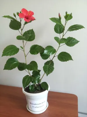Китайская роза (Гибискус): уход в домашних условиях, пересадка и размножение