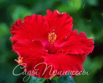 красивый красный большой цветок Гибискус или китайская роза фотография  Stock | Adobe Stock