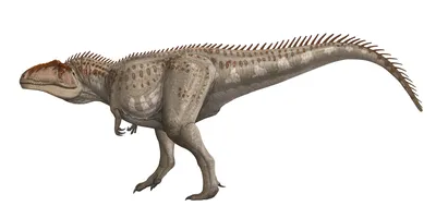 Гиганотозавр – Giganotosaurus, доисторические динозавры в картинках, виды  динозавров энциклопедия, скелет динозавра названия динозавров эпоха, ящеры  древние пресмыкающиеся ископаемые рептилии, динозавры онлайн dinosaurs,  бесплатно динозавры хищные ...