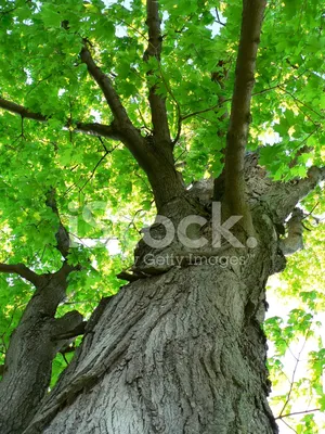 Дерево Клен Стоковые Фотографии | FreeImages