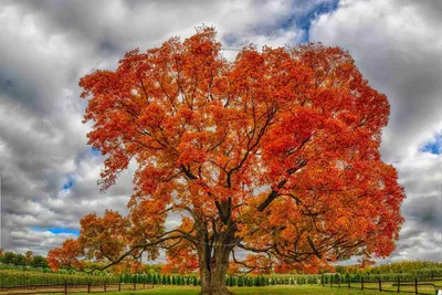 Фото искусственных деревьев осенний клен - заказать - надежно