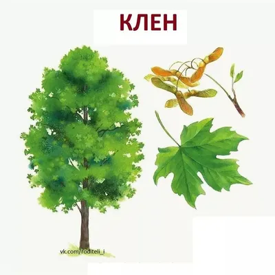 Клен: описание дерева и его видов с фото