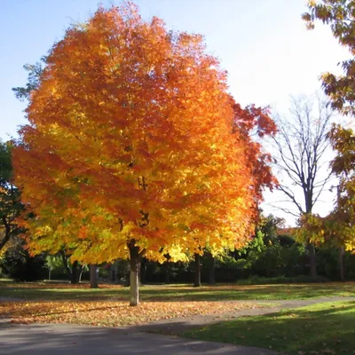 японский клен осеннее дерево обои, осенние листья на хоккайдо красивый клен,  Hd фотография фото фон картинки и Фото для бесплатной загрузки