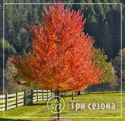 Искуственное дерево - Клен 250 см, на подставке (360566) (ID#1854573461),  цена: 27777 ₴, купить на Prom.ua
