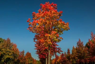 Клен Листья Дерево - Бесплатное фото на Pixabay - Pixabay