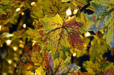 Японский Клен Дерево Листья — стоковые фотографии и другие картинки Без  людей - Без людей, Время года, Горизонтальный - iStock