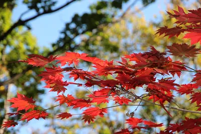 лиственный клен дерево вырезать осенний цвет листового дерева Стоковое Фото  - изображение насчитывающей автомобилем, изолировано: 216967502