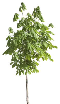 Дерево - Клен 3D Модель $12 - .lwo .obj - Free3D