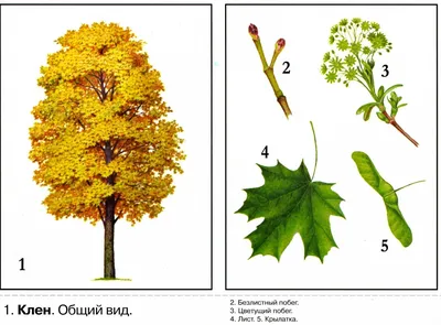 Рисунок Клена Дерева - 69 фото