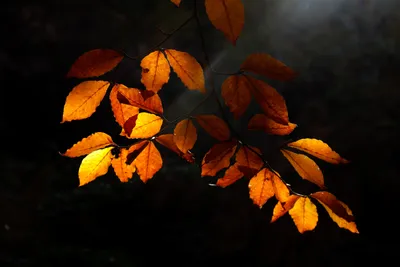 Сосна И Клен Дерево В Осень — стоковые фотографии и другие картинки Без  людей - Без людей, Белый, Ветвь - часть растения - iStock
