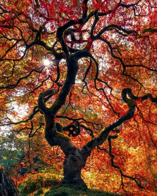 красное дерево, красный клен, дерево, любовь, лист, кленовый лист png |  Klipartz