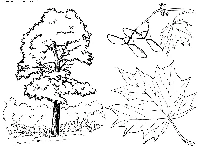 Раскраска Дерево клен | Раскраски деревья, их листья, цветение и семена