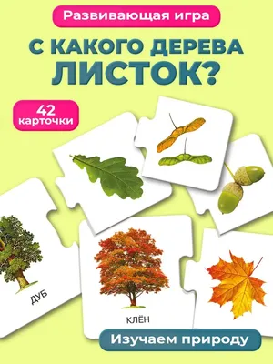 Аппликация из природного материала «Дерево Клён» (1 фото). Воспитателям  детских садов, школьным учителям и педагогам - Маам.ру