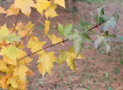 Фото клена ложнозибольдов среди золотистых листьев